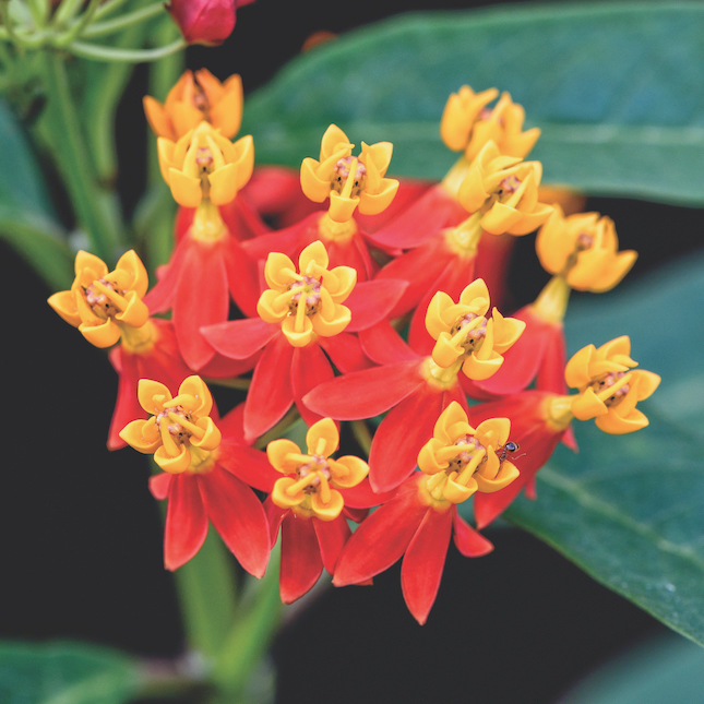 Surprise Ride - Grow a Milkweed Tropical Asclepias Activity Kit Image