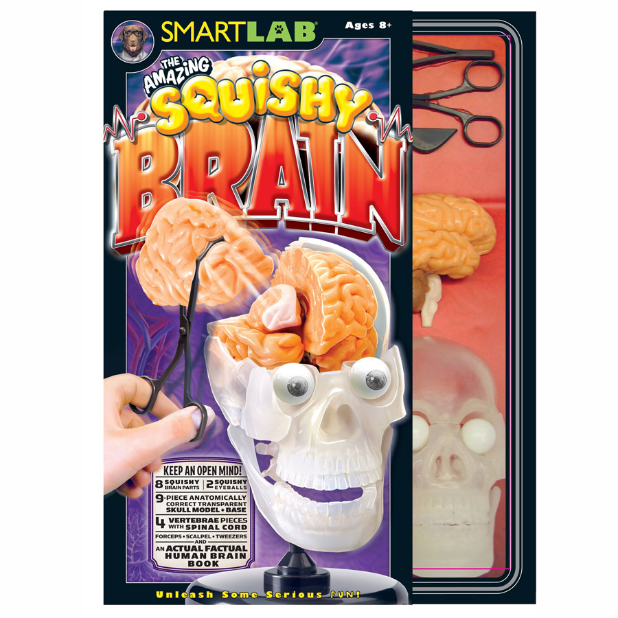 The Amazing Squishy Brain