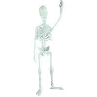 Glowing Human Skeleton
