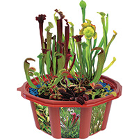 Carnivorous Creations Dome Terrarium Kit