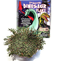 Dinosaur Plant