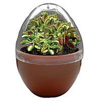 Fly Trap Fiends Micro-Terrarium