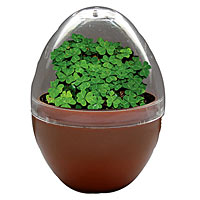 Good Luck Egg Micro-Terrarium