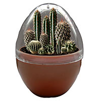 Dusty Desert Cacti Micro-Terrarium