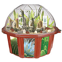 Desert Biodome Terrarium