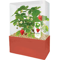 Plants That Work - Sensational Strawberries