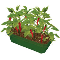 Sprout n Grow Greenhouse - Hot Peppers