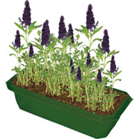 Sprout n Grow Greenhouse - Butterfly Bush