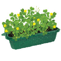 Sprout n Grow Greenhouse - Lucky Shramrocks