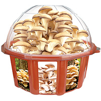 Grown Your Own Oyster Mushrooms Dome Terrarium
