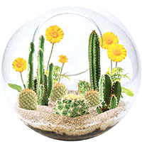 Mini Desertscape Glass Terrarium