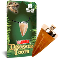 Real Dino Tooth Necklace