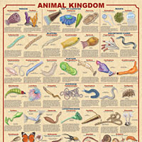 Animal Kingdom Poster