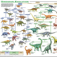 Dinosaur Evolution Poster
