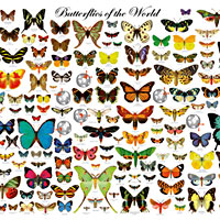 Butterflies of the World Poster
