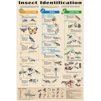 Insect Identification Chart Poster
