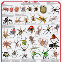 Arachnida