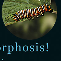 Butterfly Metamorphosis Flip Book
