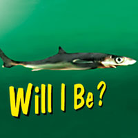 Shark Flip Book