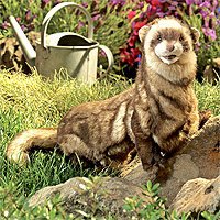 Ferret Puppet