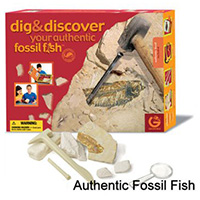 Dig & Discover