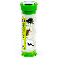 Bug's World