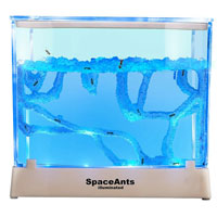 SpaceAnts Illuminated