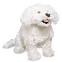Fluffy Bichon Frise