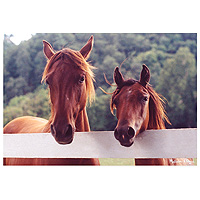 Horse Corral Jigsaw Puzzle - 100 pc