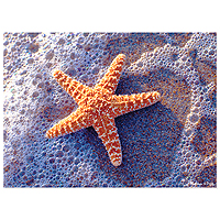 Sun-Kissed Sea Star Jigsaw Puzzle - 300 pc