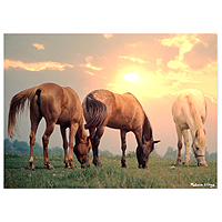 Sunrise Horses Jigsaw Puzzle - 300 pc