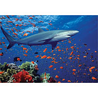 Shark (100 pcs)