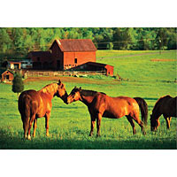 Kissing Horses (200 pcs)