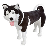 Husky