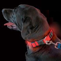 Nite Dawg LED Dog Collar