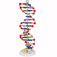 DNA Model