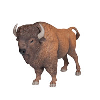 American Buffalo / Bison