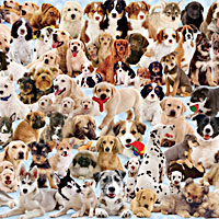 Dogs Galore! 1000 pc Puzzle