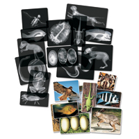 Roylco Animal X-Rays