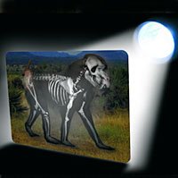 Roylco What's Inside Animals