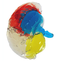 Brain Mold