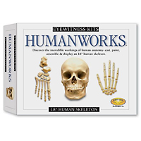 Humanworks Skeleton Kit