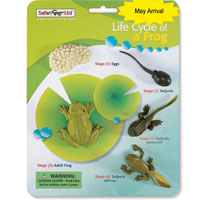 Life Cycle of a Frog Set