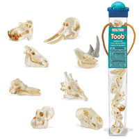 Mammal Skulls Toob