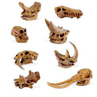 Prehistoric Mammals Skulls Toob
