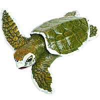 Kemp's Ridley Sea Turtle Baby