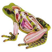 4D Vision Frog Anatomy Model