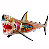 4D Vision Great White Shark Anatomy Model