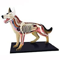 4D Vision Dog Anatomy Model
