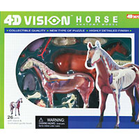 4D Vision Horse Anatomy Model